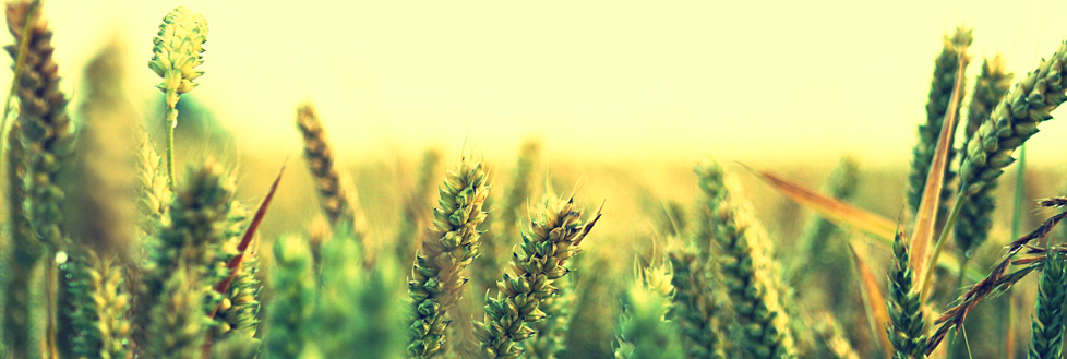 rice-dusk-photography-nature